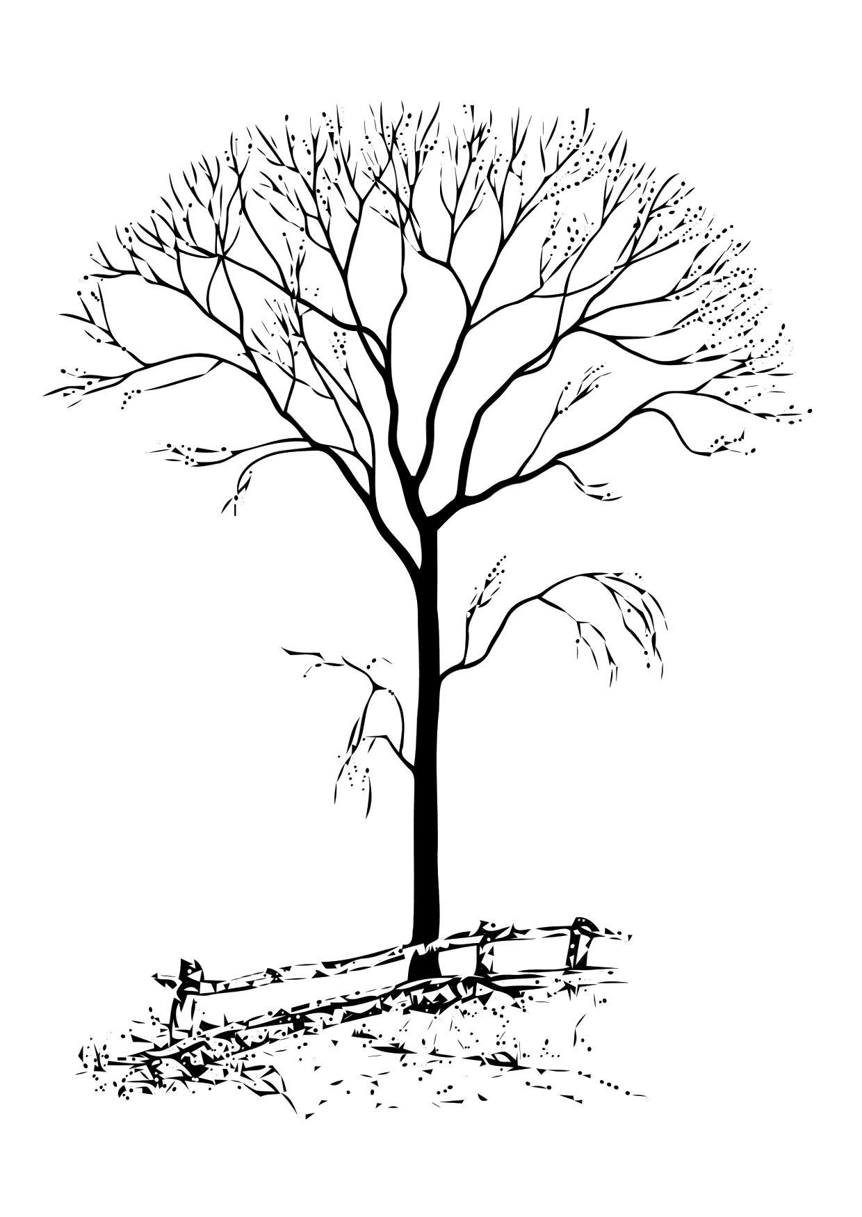 Dibujo para colorear Arbol sin hojas